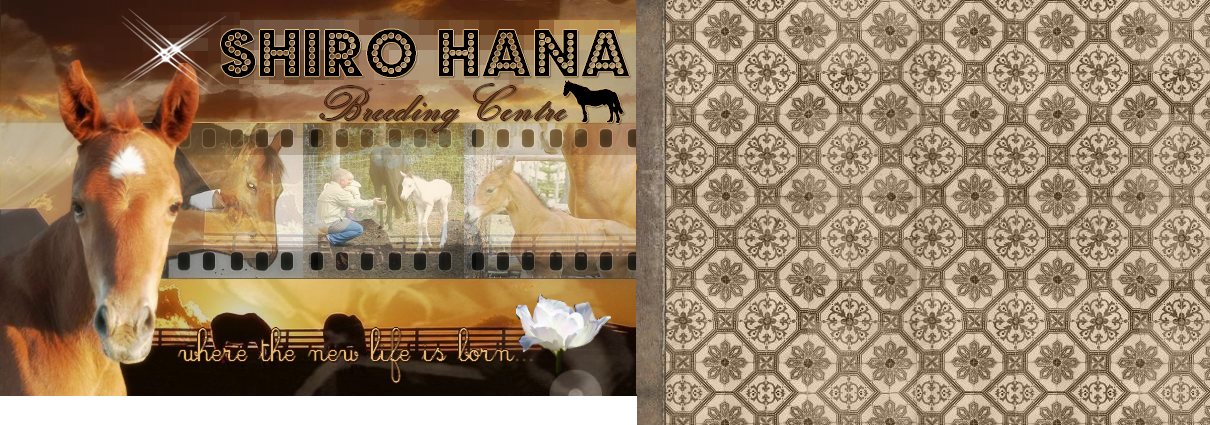 *shiro hana breeding centre